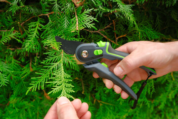 Gardening Tools.Spring gardening. Garden shears in male hands close-up cutting a hedge.Plant...