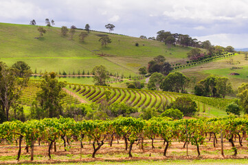 Fototapeta na wymiar Picturesque vineyards in the Hunter Valley - Mount View, NSW, Australia