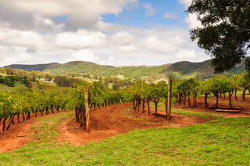 Rows of vines in the Hunter Valley - Mount View, NSW, Australia