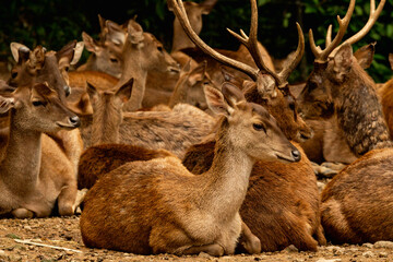 Obraz premium Herd of African deer at Taman Safari Indonesia, Bogor