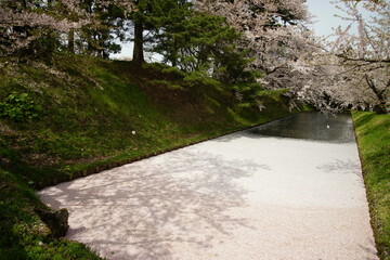 Cherry blossom petals floating on the moat of Hirosaki-jo castle