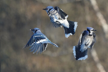 Blue Jays fighting over food over a tray feeder of sunflower seeds and shelled peanuts on a bright sunny but freezing cold witner day with forest in background