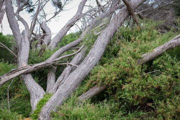 Obraz premium windswept tea trees in coastal landscape