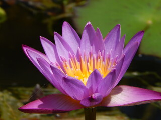 purple water lily