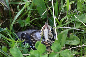 Nestling bird in the grass. Yellow-beaked nestling starling sits in the grass and waiting for parents. Thrown out of the nest to learn to fly.