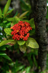 red and yellow flower