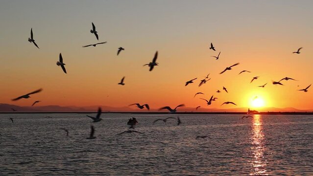 Slowmotion (50 fps to 25 fps) Footage of Fishing Ship on Sunset with Seagulls