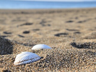 Fototapeta na wymiar 砂浜の白い貝殻