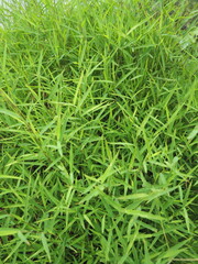 Obraz premium POGONATHERUM PANICEUM (LAMK) HACK belong to the family POACEAE,a grass family. It looks like a small clump of bamboo with hairy leaves. It is a popular herb used for boiling water as well as tea leave
