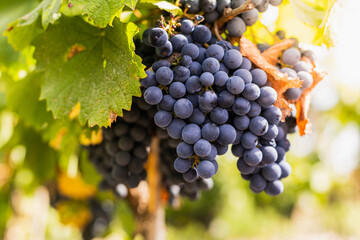 bunch of grapes in vineyard for vintage and wine