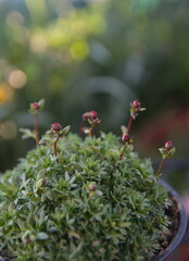 Blossom of Saxifraga, saxifrages,  rockfoils is the largest genus in the family Saxifragaceae