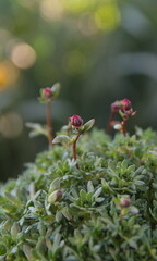 Blossom of Saxifraga, saxifrages,  rockfoils is the largest genus in the family Saxifragaceae