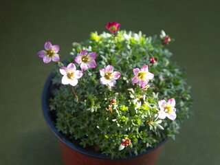 Blossom of Saxifraga, saxifrages,  rockfoils is the largest genus in the family Saxifragaceae