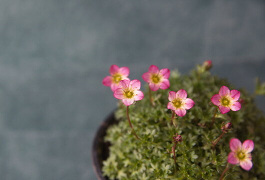 Blossom of Saxifraga, saxifrages,  rockfoils is the largest genus in the family Saxifragaceae
