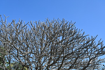 View from under the frangipani. Looking over the blue sky,see the branches of the plumeria tree with all fallen leaves in the rainy season or winter.The branches look like deer horns.Or like a coral
