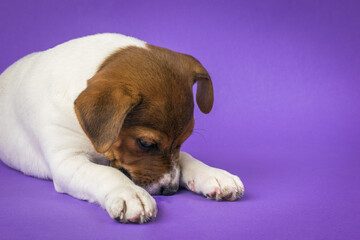 A Jack Russell terrier puppy lying on a purple background.