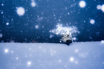 降りしきる雪と木
