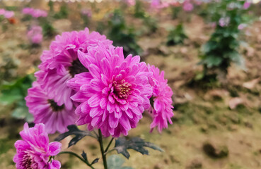 Close up shot of pink flowers in the garden