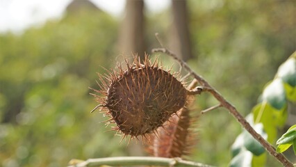Caesalpinia bonduc also known as nickernut, gray nicker, indian nut etc