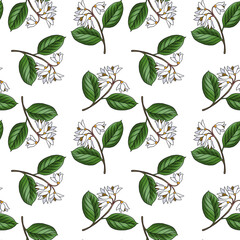 Fototapeta premium seamless pattern with drawing branch of gum benjamin tree , Styrax benzoin at white background, hand drawn illustration