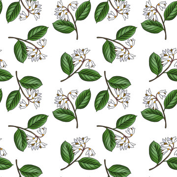 seamless pattern with drawing branch of gum benjamin tree , Styrax benzoin at white background, hand drawn illustration