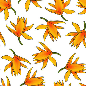 seamless pattern with drawing flowers of Magnolia champaca at white background, hand drawn illustration