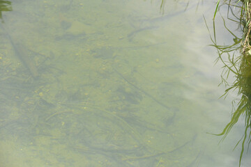 background with leaves