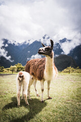 Llamas at the top of Machu Picchu, Peru. 