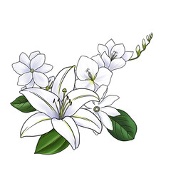 drawing floral compostiom with white flowers, bouquet at white background, hand drawn illustration