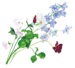 花の水彩画デルフィニューム