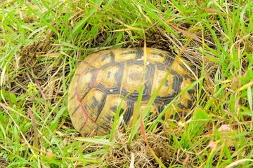 land turtle hiding in the grass from predators. High quality photo