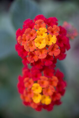 Close up of red yellow lantana flower