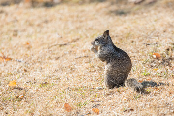 Naklejka na ściany i meble California ground squirrel forging in dry grass