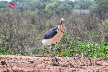 Fototapeta premium The marabou stork is a large wading bird in the stork family Ciconiidae. Cambodia. The picture was taken on Tonle Sap Lake, near the town of Siem Reap. 