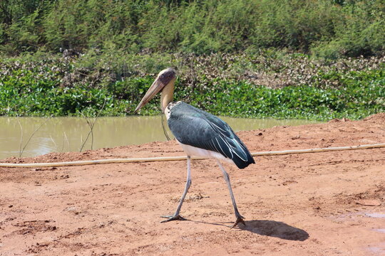 The marabou stork is a large wading bird in the stork family Ciconiidae.
Cambodia. The picture was taken on Tonle Sap Lake, near the town of Siem Reap. 
