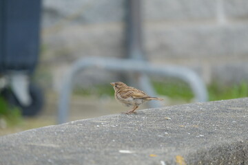 Moineau , petit oiseau .