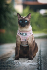 Siamese cat with blue eye sitting on cement floor. Thai cat wearing a pink shirt with green blurred...