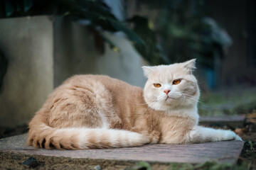scottish fold cat sitting in the garden with green grass. Orange cat looking at something. Cream tabby cat sitting on the grass in the park.