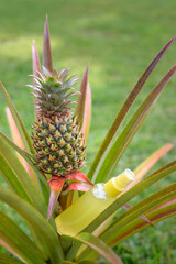 pineapple in the garden