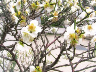 梅の花