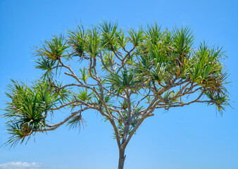 Pandanus tree one with blue sky background
