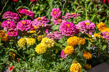 Beautiful Geraniums, a flowering plants in Tucson, Arizona