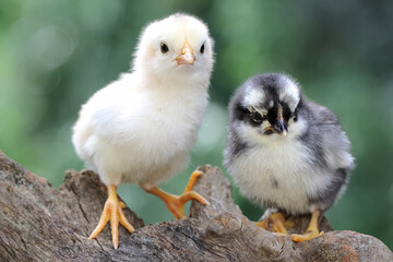 Two one-day-old free-range chicks perched on dry wood. This animal has the scientific name Gallus gallus domesticus. 