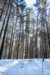Classic Russian winter landscape. winter forest in sun lights. Selective focus.