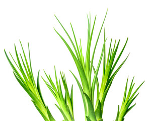 bourgeons de beaucarnea, fond blanc 