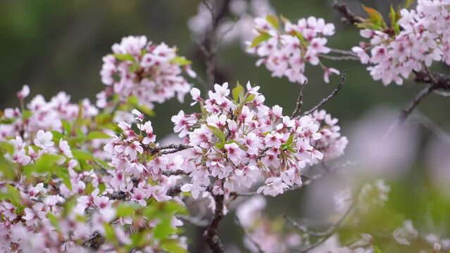 Beautiful Sakura Cherry Blossom is blooming with sprout in Alishan National Forest Recreation Area in Taiwan.