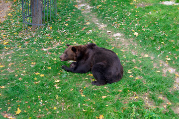 Brown bear in the Kharkiv Zoo on a sunny autumn day. Photo taken in Kharkiv Zoo, Ukraine on October 12, 2021