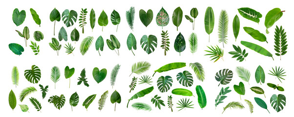 Set of Tropical leaves collection on white background. - obrazy, fototapety, plakaty