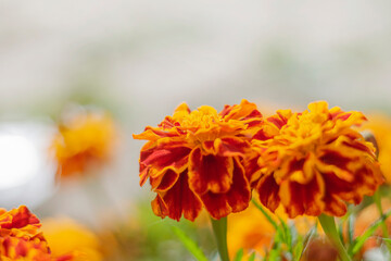 beautiful orange flowers of marigolds soft focus