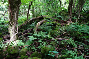 dense summer forest with fern and old trees